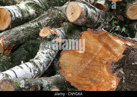 gefällten Birke Stiele, Deutschland, Nordrhein-Westfalen Stockfoto