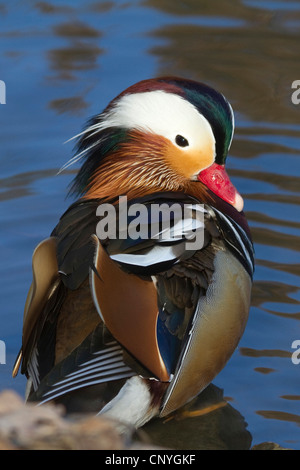 Mandarinente (Aix Galericulata), männliche sitzen im flachen Wasser, Deutschland Stockfoto