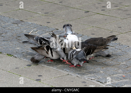 inländische Taube (Columba Livia F. Domestica), auf einem Bürgersteig picken Futter, Deutschland, Nordrhein-Westfalen Stockfoto