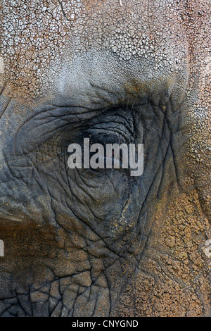 Afrikanischer Elefant (Loxodonta Africana), Auge, Botswana Stockfoto