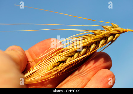 Gerste (Hordeum Vulgare), Gerste Ohr in einer hand Stockfoto