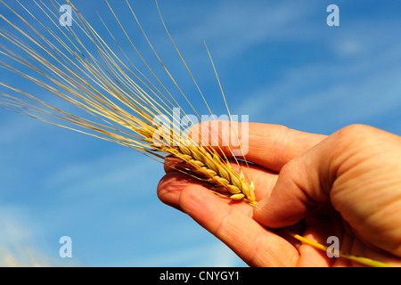 Gerste (Hordeum Vulgare), Gerste Ohr in einer hand Stockfoto