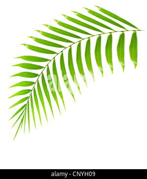 Frischen Baum Palmzweig isoliert auf weißem Hintergrund mit Text Platz, verlässt Anlage tropischen Strand, grüne Wedel, florales Dekor Stockfoto