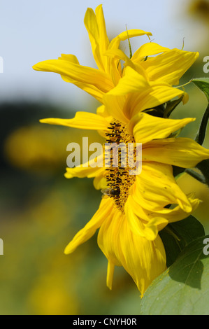 gewöhnliche Sonnenblume (Helianthus Annuus), blühen, Deutschland Stockfoto