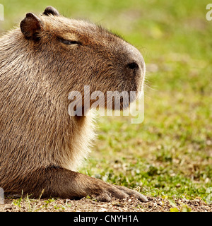Capybara, Carpincho (Hydrochaeris Hydrochaeris, Hydrochoeris Hydrochaeris), portrait Stockfoto