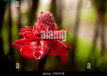 Riese Blüte der Torch Ginger Nicolaia Elatior, Costa Rica, Mittelamerika Stockfoto