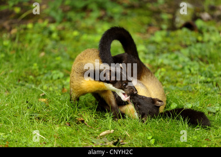 Gelb-throated Marder, Kharza (Martes Flavigula), zwei Jugendliche spielerisch kämpfen in einer Wiese Stockfoto