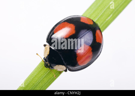 Zweipunkt-Marienkäfer, 2-Punkt-Marienkäfer (Adalia Bipunctata), dunkle Gestalt, Deutschland Stockfoto