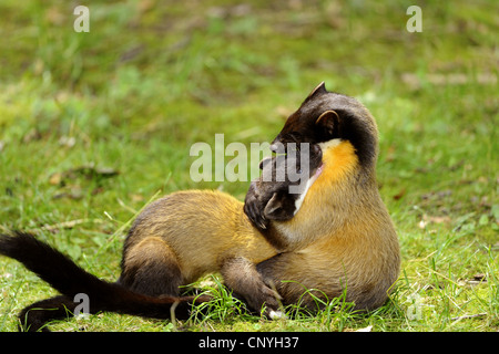 Gelb-throated Marder, Kharza (Martes Flavigula), zwei Jugendliche spielerisch kämpfen in einer Wiese Stockfoto