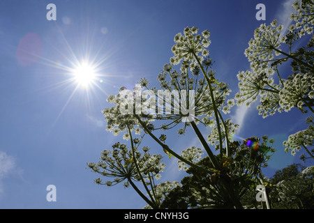 Riesenbärenklau (Heracleum Mantegazzianum), blühen, Deutschland Stockfoto