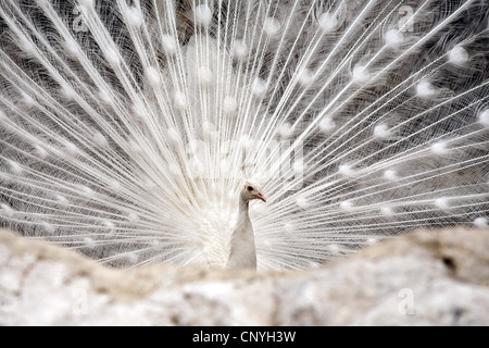 Weißer Pfau (Pavo Cristatus Mut. Alba), Männlich Stockfoto