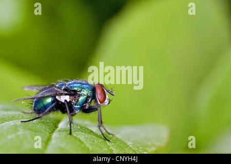 Greenbottle Fly (Lucilia Caesar), sitzt auf einem Blatt, Deutschland Stockfoto