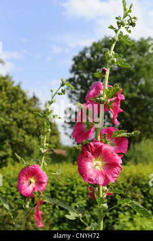 Holly Hock, Stockrose (Alcea Rosea, Althaia Rosea), blühen Stockfoto