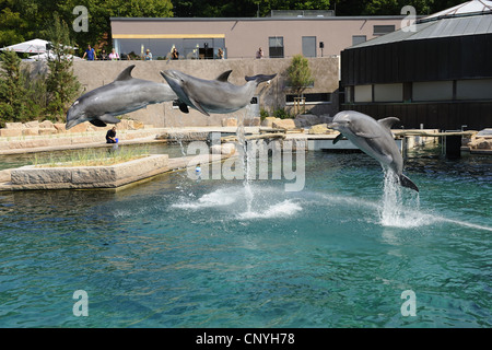 Bottlenosed Delphin, gemeiner Flasche – Nosed Delfin (Tursiops Truncatus), drei Delfine in einem Benehmens aus dem Wasser springen Stockfoto