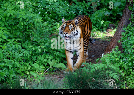 Sumatra-Tiger (Panthera Tigris Sumatrae), im Gebüsch Stockfoto