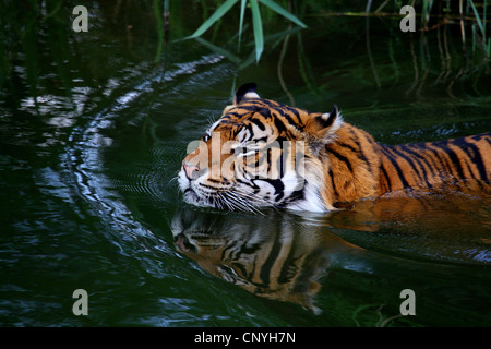 Sumatra-Tiger (Panthera Tigris Sumatrae), im Wasser Stockfoto