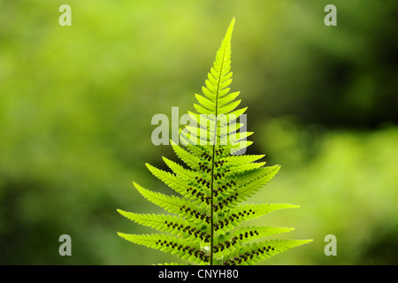 Wurmfarn (Dryopteris Filix-Mas), Unterseite der Wedel mit Sporen, Deutschland Stockfoto