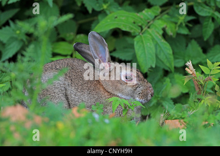 Europäischen Kaninchen (Oryctolagus Cuniculus), ruhen im Gebüsch, Deutschland Stockfoto