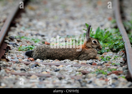 Europäischen Kaninchen (Oryctolagus Cuniculus), liegend auf Gleis, Deutschland Stockfoto