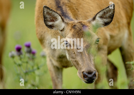 Rothirsch (Cervus Elaphus), Kuh in eine Wiese, Deutschland, Bayern Stockfoto