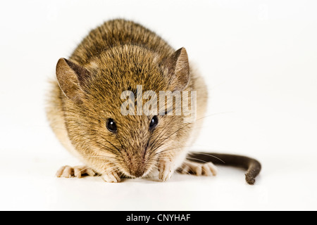 Hausmaus (Mus Musculus), sitzen auf dem Boden, Deutschland Stockfoto