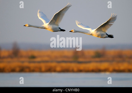 Singschwan (Cygnus Cygnus), zwei fliegende Schwäne, Deutschland, Niedersachsen, Goldenstedter Moor Stockfoto