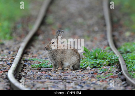 Europäischen Kaninchen (Oryctolagus Cuniculus), sitzt auf einem Gleis, Deutschland Stockfoto