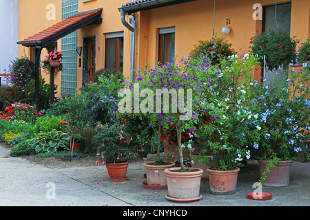 Cape Leadwort, Skyflower, Cape Plumbago (Plumbago Auriculata, Plumbago Capensis), blühende Kübelpflanzen vor einem Haus, Deutschland Stockfoto