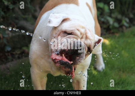 Amerikanische Bulldogge (Canis Lupus F. Familiaris), trinkt Wasser aus einem Wasserstrahl Stockfoto