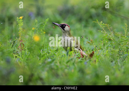 Grünspecht (Picus Viridis), sitzen auf einer Wiese, Deutschland Stockfoto