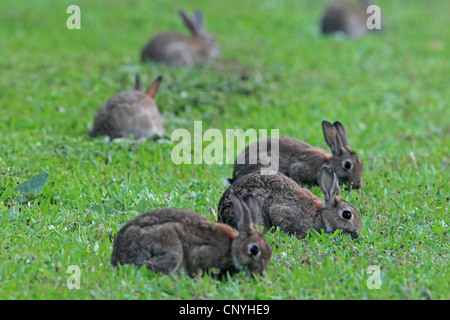 Europäischen Kaninchen (Oryctolagus Cuniculus), sitzen auf einer Wiese, die Fütterung auf Rasen, Deutschland Stockfoto