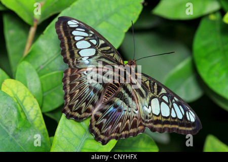 Braun Haarschneider (Parthenos Sylvia), sitzen auf einer Anlage Stockfoto