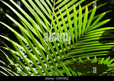 Viscious Hairy Mary (Calamus Radicalis), lässt bei Gegenlicht, Australien, Queensland, Atherton Tablelands Stockfoto