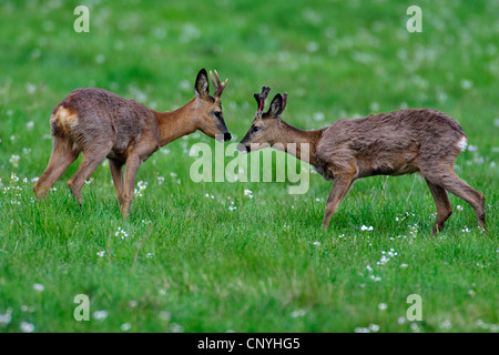 Reh (Capreolus Capreolus), zwei Böcke stehen auf einer Wiese von Angesicht zu Angesicht Stockfoto