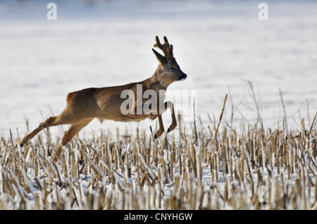 Reh (Capreolus Capreolus), Buck über verschneite Subble Feld springen Stockfoto