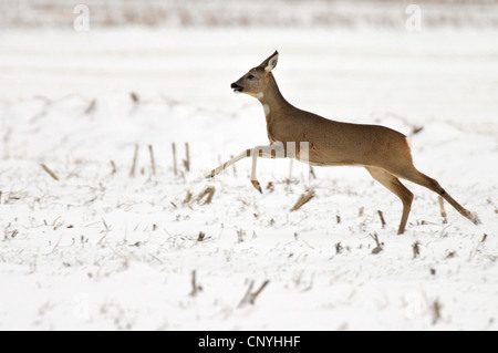 Reh (Capreolus Capreolus), Doe über verschneite Subble Feld springen Stockfoto