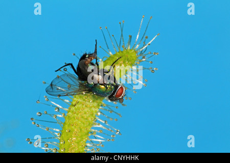 Kap-Sonnentau (Drosera Capensis), mit Gefangenen fliegen Stockfoto