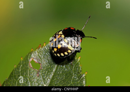 vierzehn-Spot Ladybird (Propylea Quatuordecimpunctata), sitzt auf einem Blatt, Deutschland Stockfoto