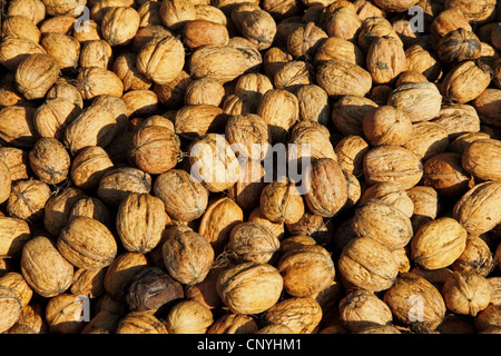 Walnuss (Juglans Regia), gesammelte Walnüsse Stockfoto