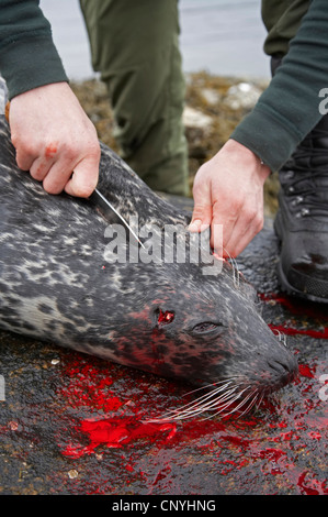 Hafen-Dichtung, Seehunde (Phoca Vitulina), gedreht vor kurzem Seehunde auf Häuten, Norwegen, Nord-Troendelag vorbereitet Stockfoto