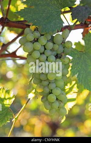 Rebe, Weinrebe (Vitis Vinifera), grüne Trauben auf einem Ast Stockfoto