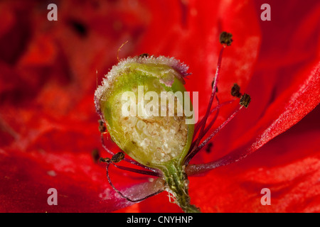 gemeinsamen Mohn, Klatschmohn, schneiden rote Mohnblume (Papaver Rhoeas), längs des Fruchtknotens mit Eizellen Stockfoto
