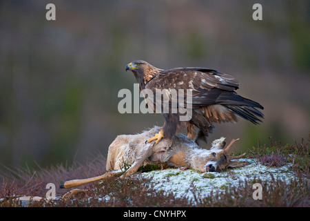 Steinadler (Aquila Chrysaetos), sitzen auf Toten Rehbock, Norwegen, Flatanger Stockfoto