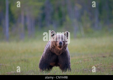 Europäischer Braunbär (Ursus Arctos Arctos), juvenile stehen auf einer Wiese am Waldrand, Finnland, Suomassalmi Stockfoto