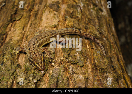 Honduras Blatt-toed Gecko (Phyllodactylus Palmeus), sitzen auf einem Baumstamm, Roatan, Honduras, Bay Islands Stockfoto