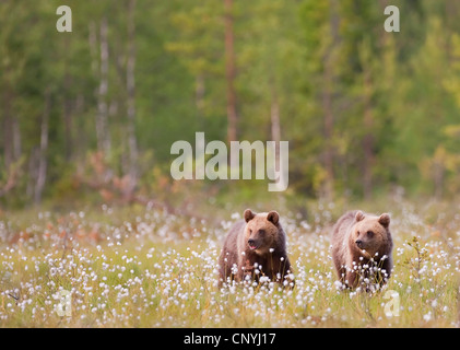 Europäischer Braunbär (Ursus Arctos Arctos), Rasen zwei Jugendliche in Baumwolle stehen in einer leichten Nadelwald, Finnland, Suomassalmi Stockfoto