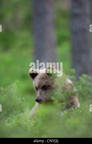 Europäischer Braunbär (Ursus Arctos Arctos), juvenile unter den grünen Pflanzen auf dem Boden eines Pinienwaldes, Finnland, Suomassalmi Stockfoto