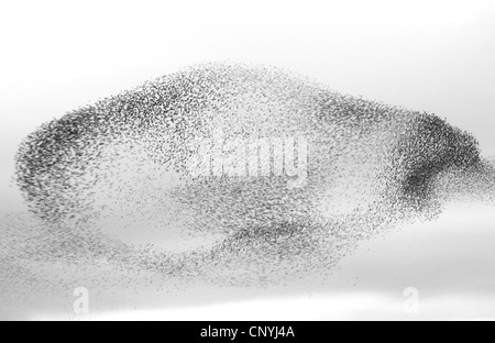 gemeinsamen Star (Sturnus Vulgaris), fliegen Herde in der Nähe ein Quartier Website, Großbritannien, Schottland Stockfoto