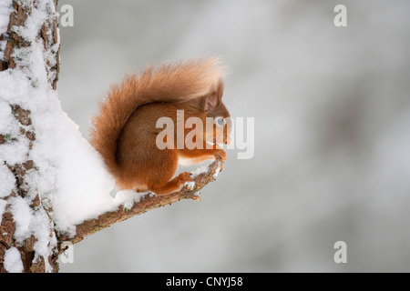 Europäische Eichhörnchen, eurasische rote Eichhörnchen (Sciurus Vulgaris), sitzen am Rande eines Zweiges der schneebedeckte Kiefer, Großbritannien, Schottland, Cairngorm National Park Stockfoto