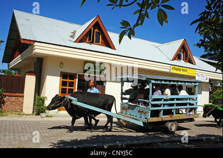 Zebu, bucklig Rinder Indicus-Rinder (Bos Primigenius Indicus, Bos Indicus), vor geschmückten Vieh Warenkorb, Seychellen, La Digue Stockfoto